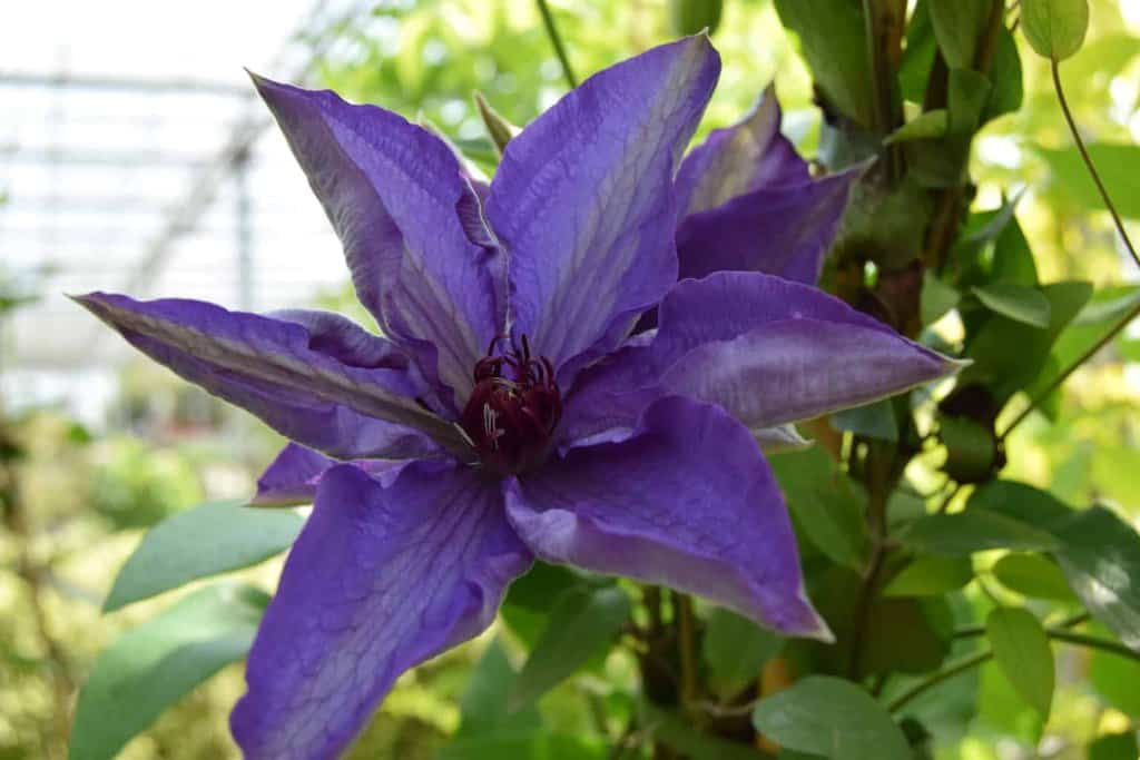 Clematis 'The President' 100-125 cm